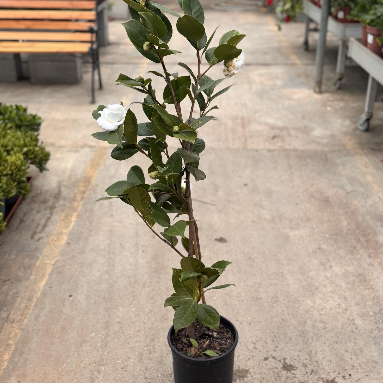 ΚΑΜΕΛΙΑ – Camellia japonica - 4